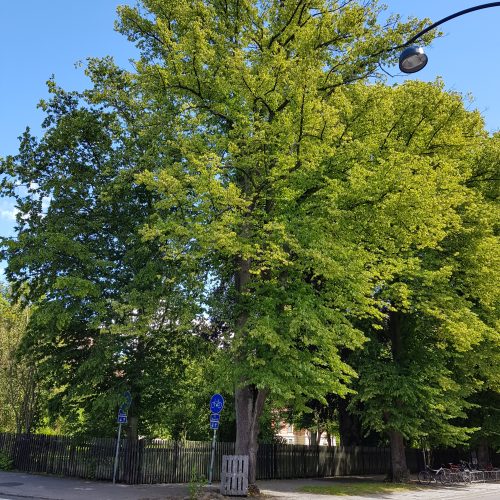 Grävskadat träd, lind, Lund