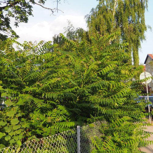 Ailanthus, altissima, Gudaträd, Tree, of, heaven, invasiv, Malmö