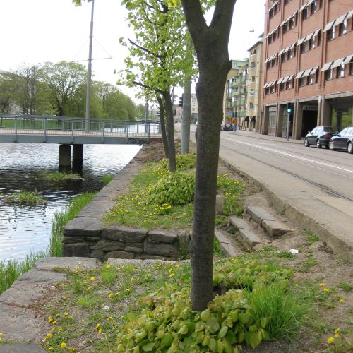 Plantering, stubbskott, Göteborg