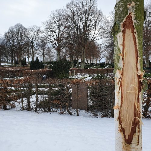 Träd, vandalism, Malmö