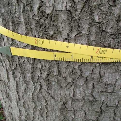 Trädinventering, måttband, diameter