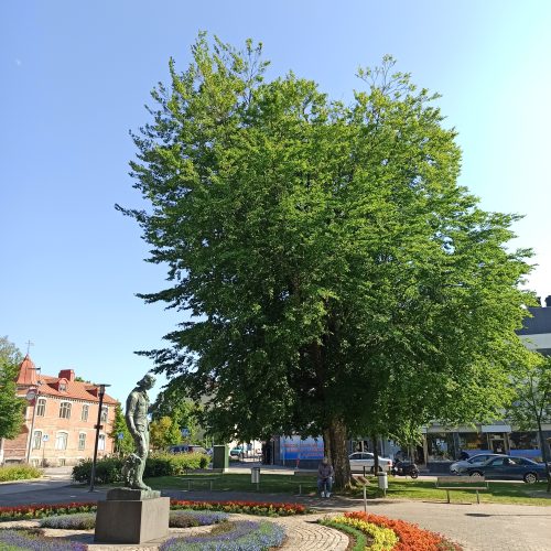 Tree träd, shade, skugga, square torg
