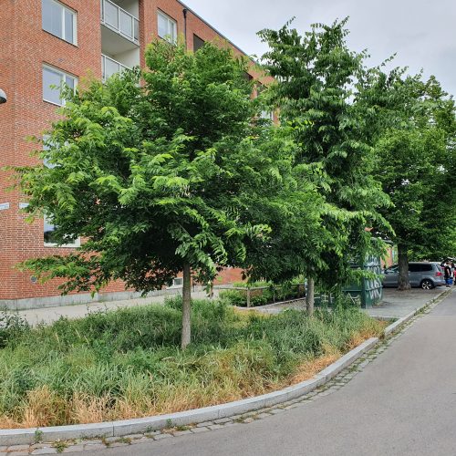 Dagvatten, Malmö, träd