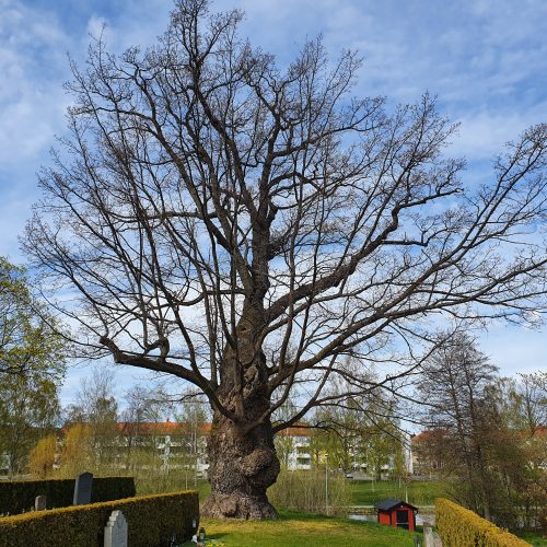 Kyrkogård, Östra kyrkogården , Jönkoping, ek, jatteträd