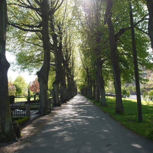 Kyrkogård, Pauli kyrkogård, Malmö, allé, lind