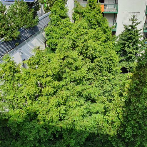 tät urban grönska,urban green,metasequoia glyptostroboides