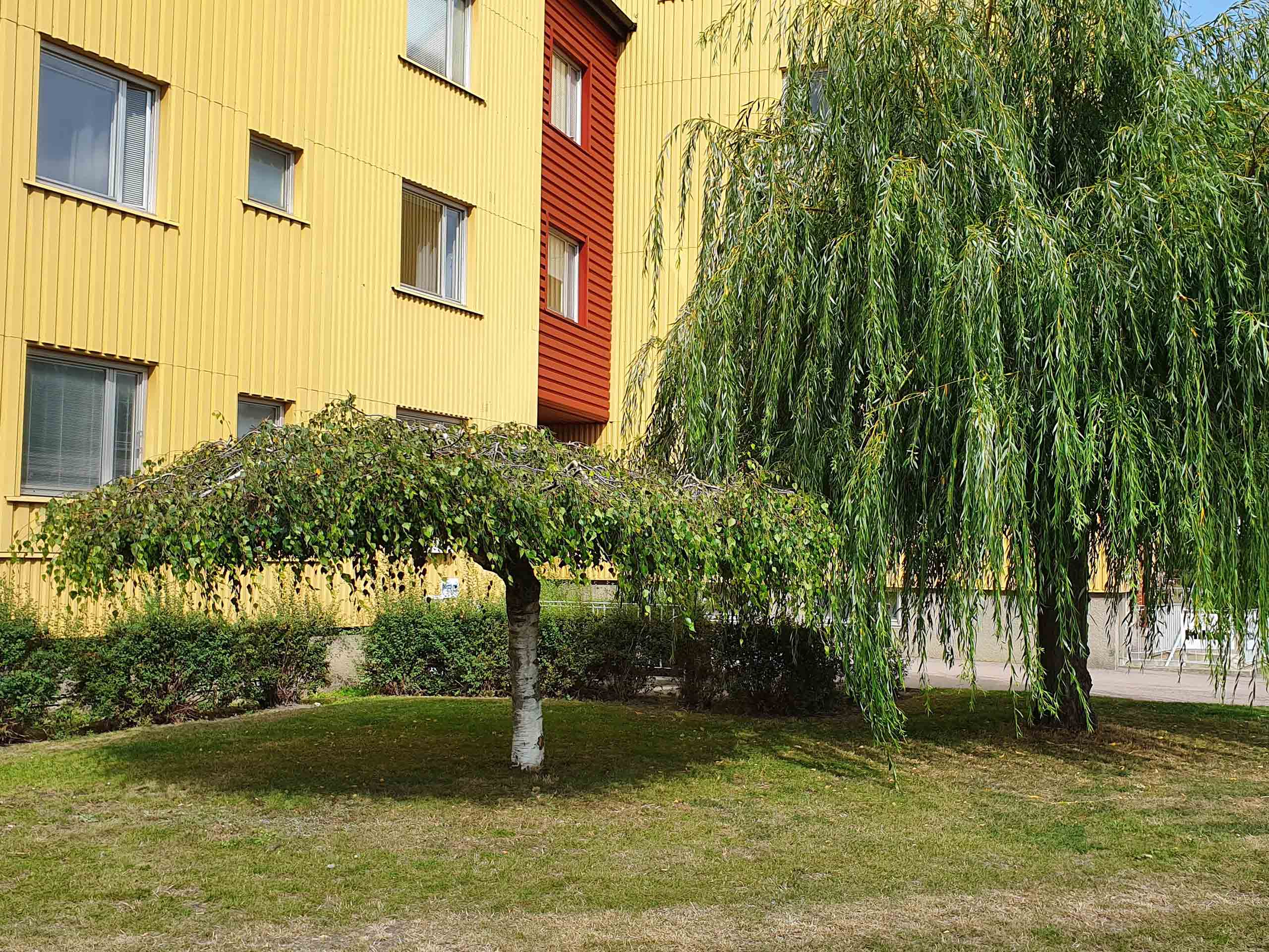 Betula pendula ett 'Youngii' sorgeträd i Persborg