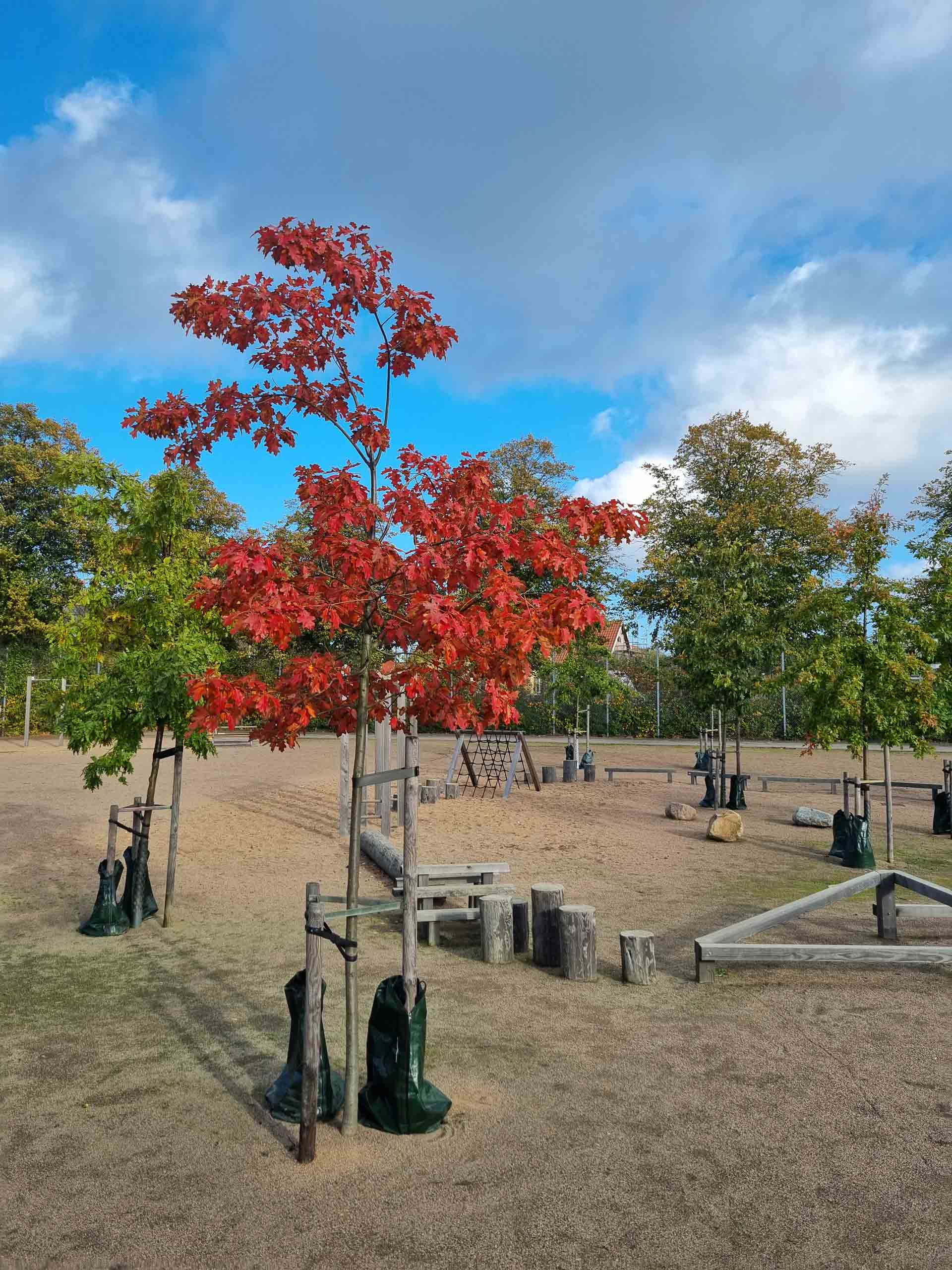 Quercus rubra på en skolgård