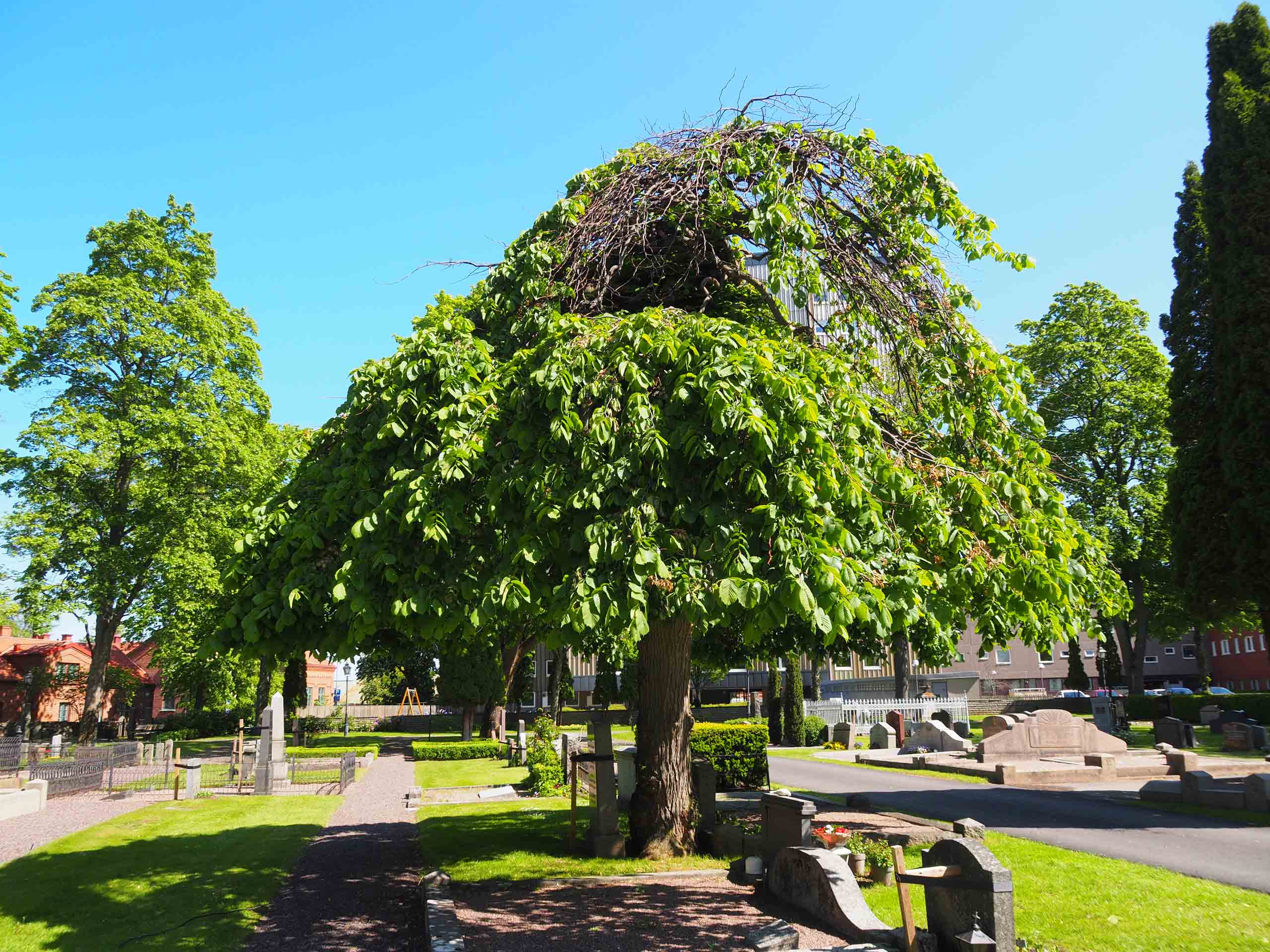 Ophiostoma ulmi almsjuka kyrkogård Ulmus glabra Camperdownii flaggning