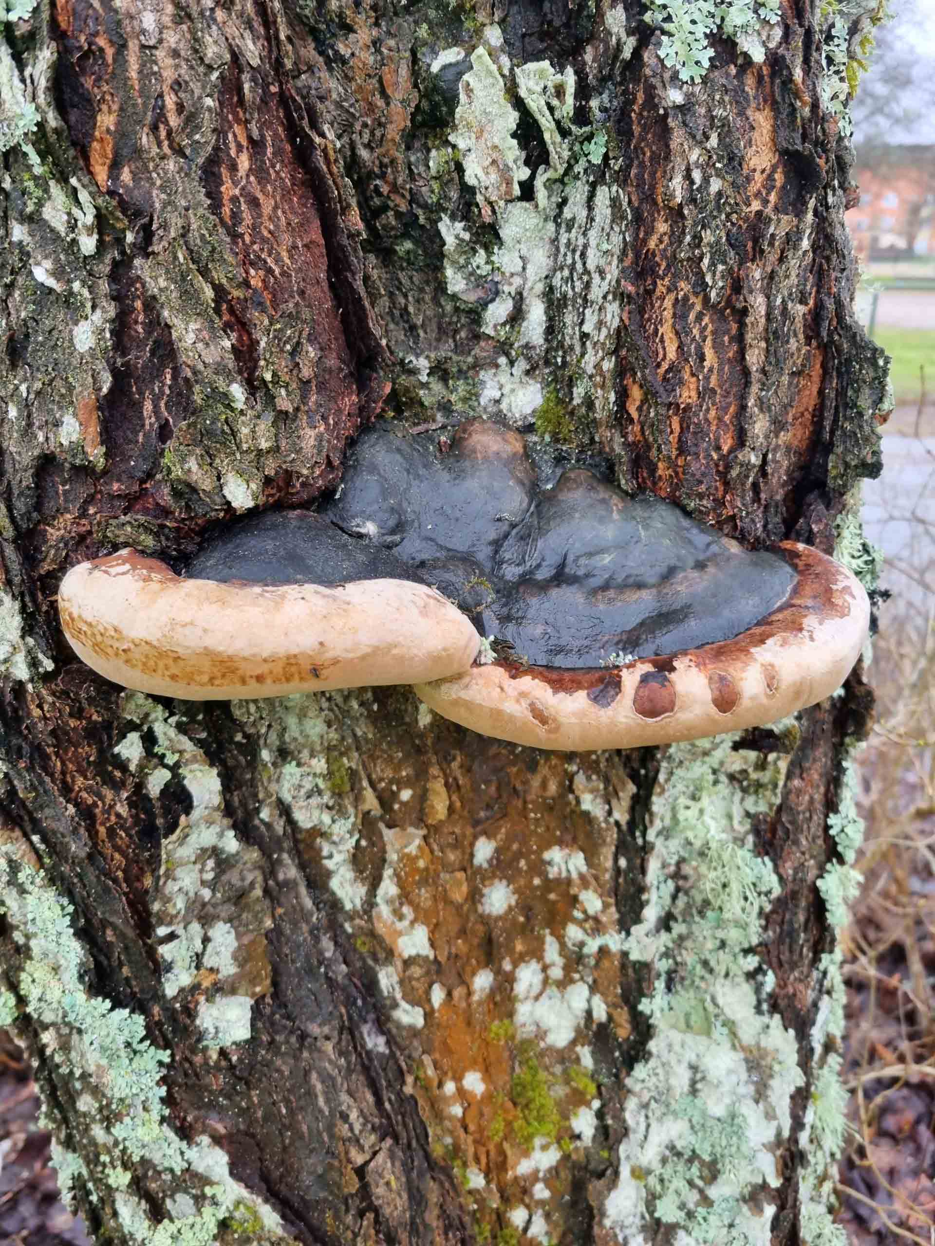 Phellinus ignarius en eldticka på ett träd