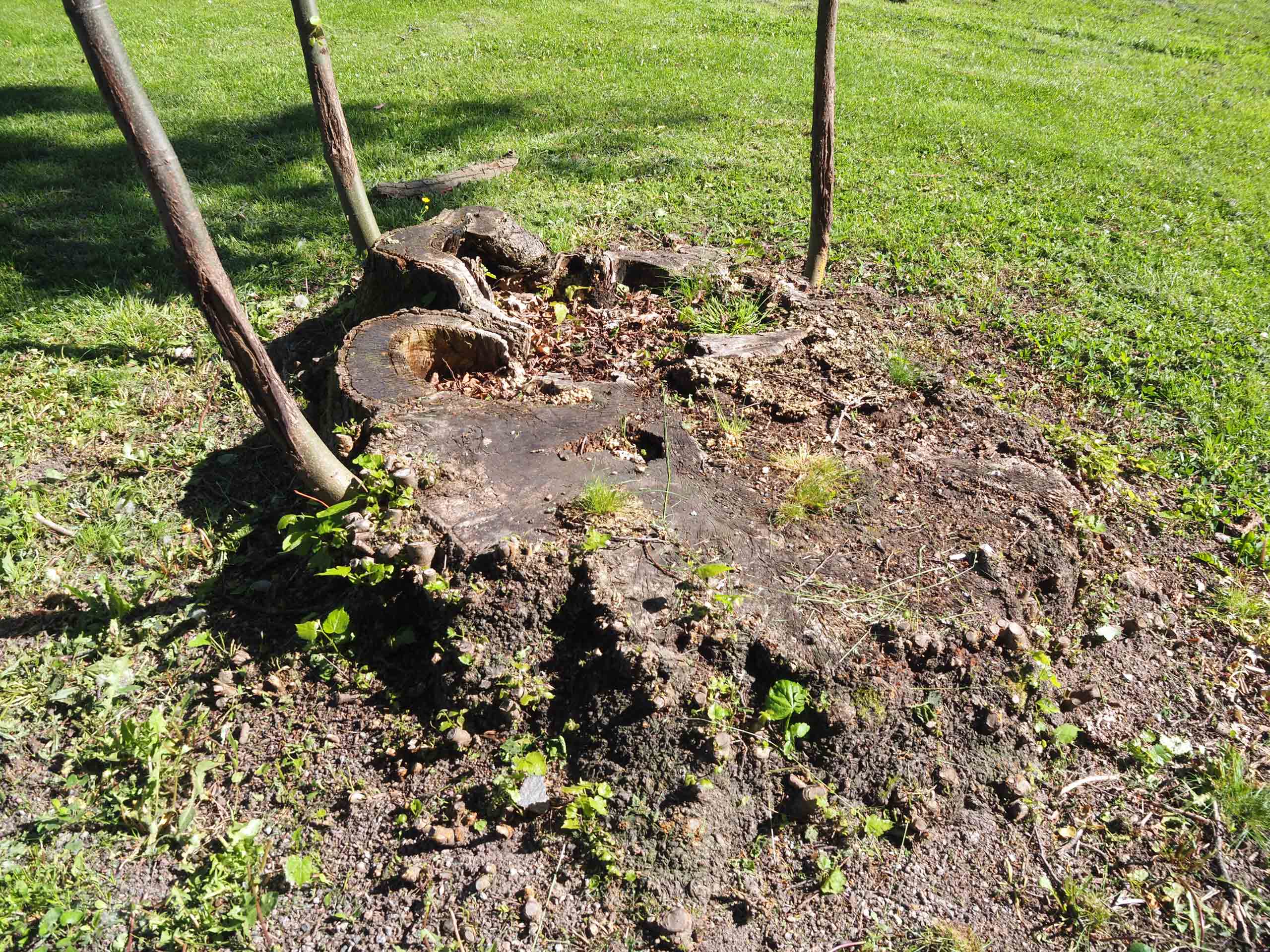 Plantering stubbskott lind i Haga
