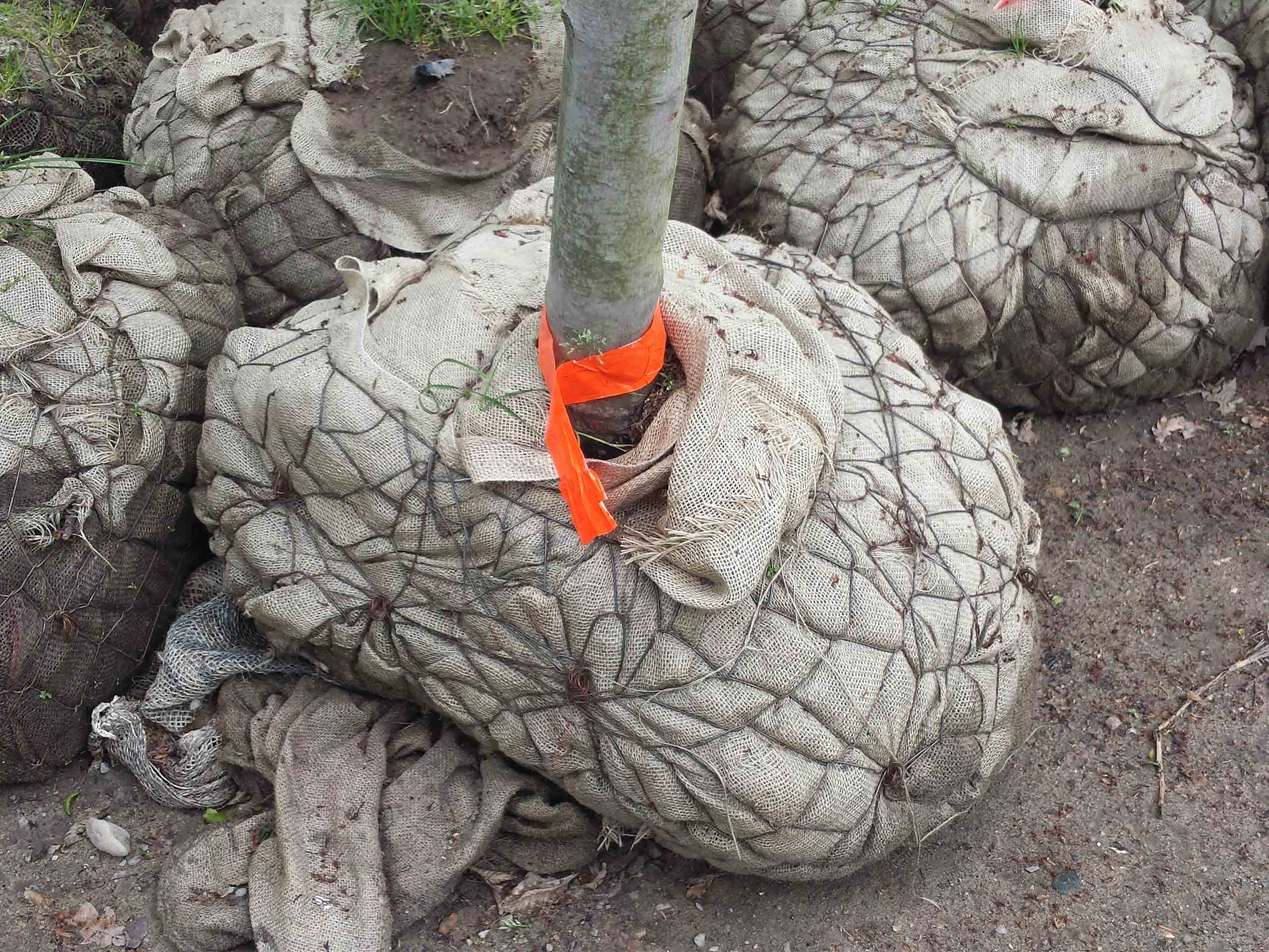 Plantskola dålig rotklump