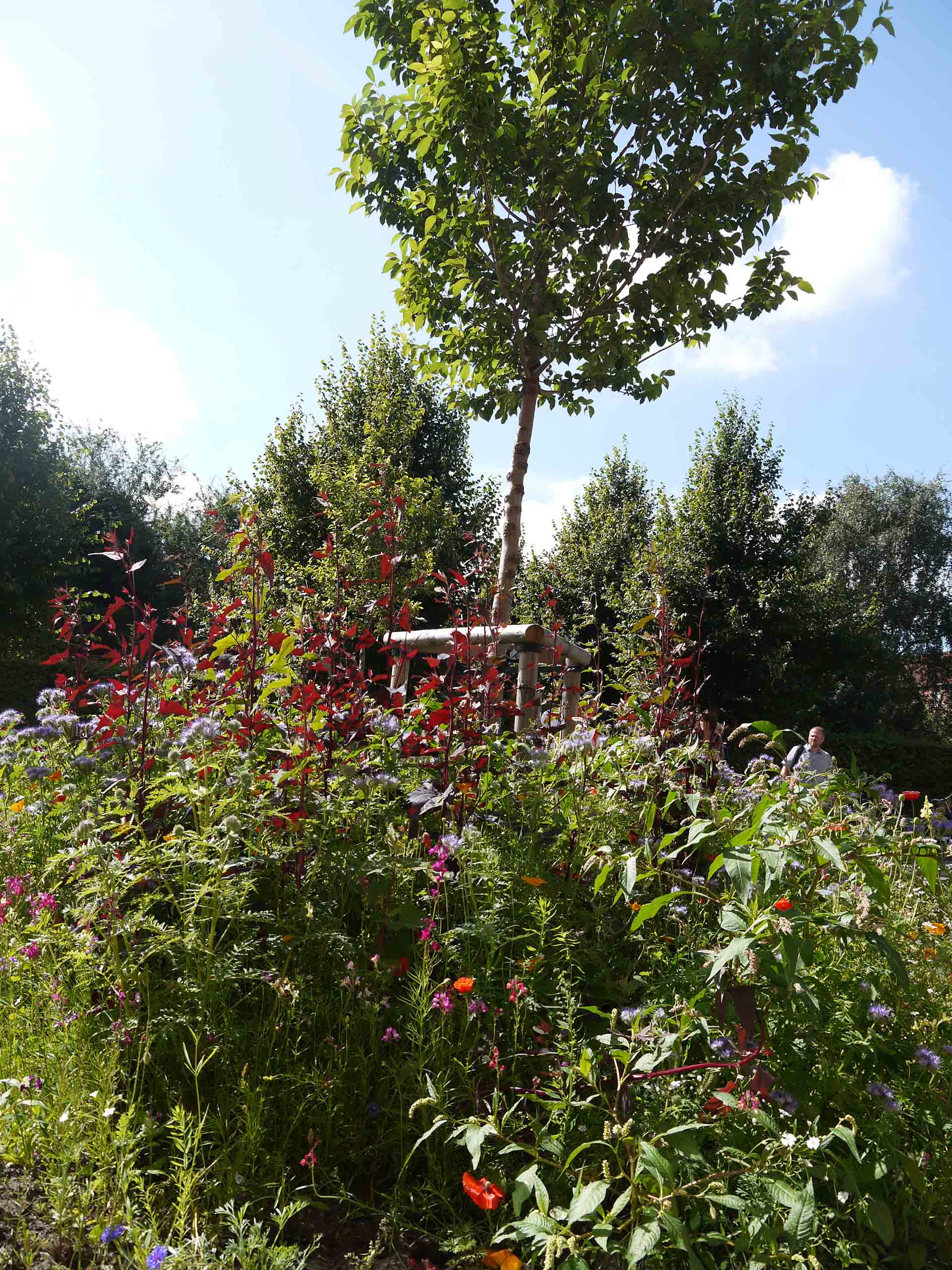 Ulmus 'New-Horizon' en alm