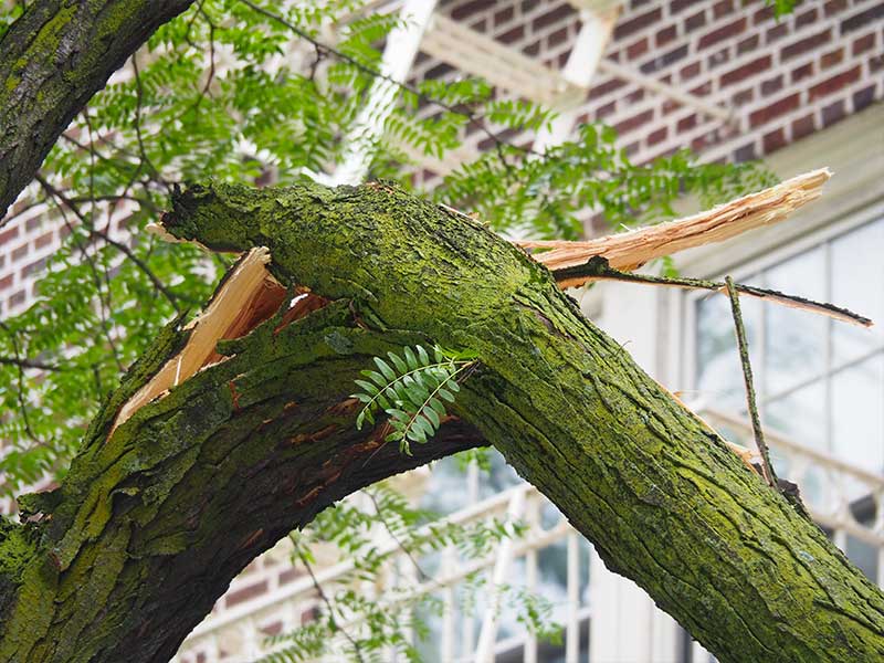 Riskbedömning - Våra tjänster - Trädkontoret