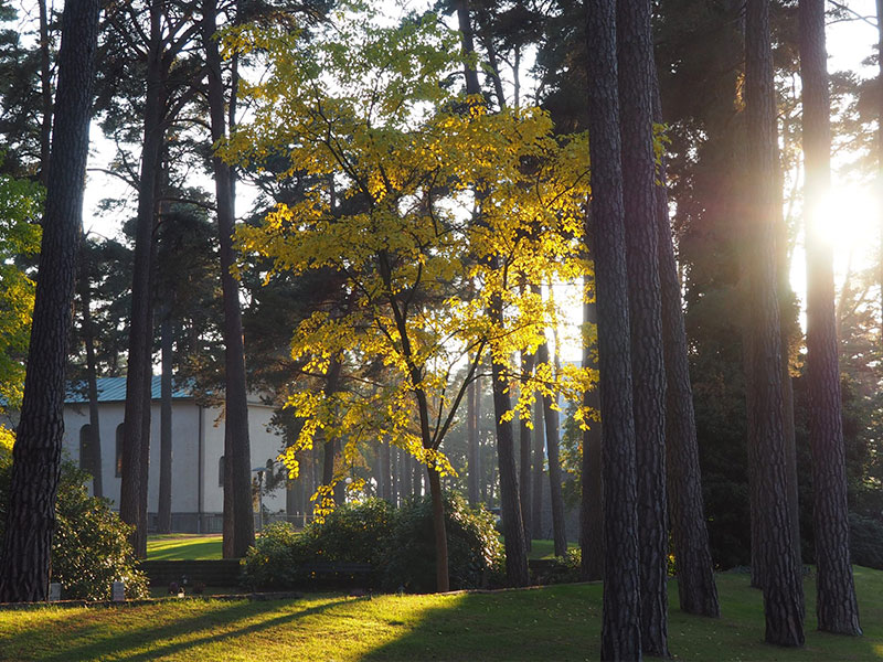 Trädplaner o vårdplaner - Tjänster - Trädkontoret