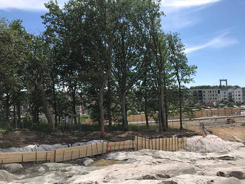 Lunchwebbinarium - skydd av träd under byggprocessen med Trädkontoret