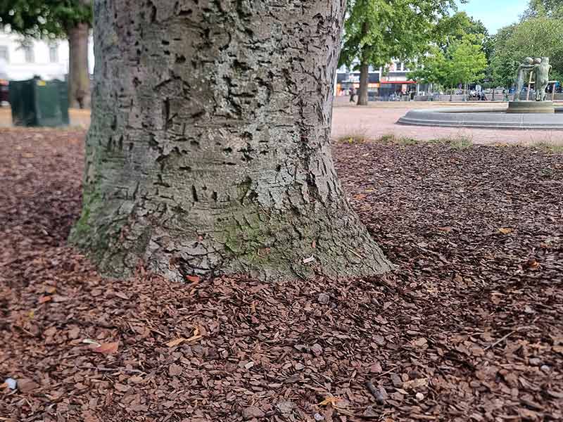 Lunchwebbinarium - skydd av träd under byggprocessen med Trädkontoret