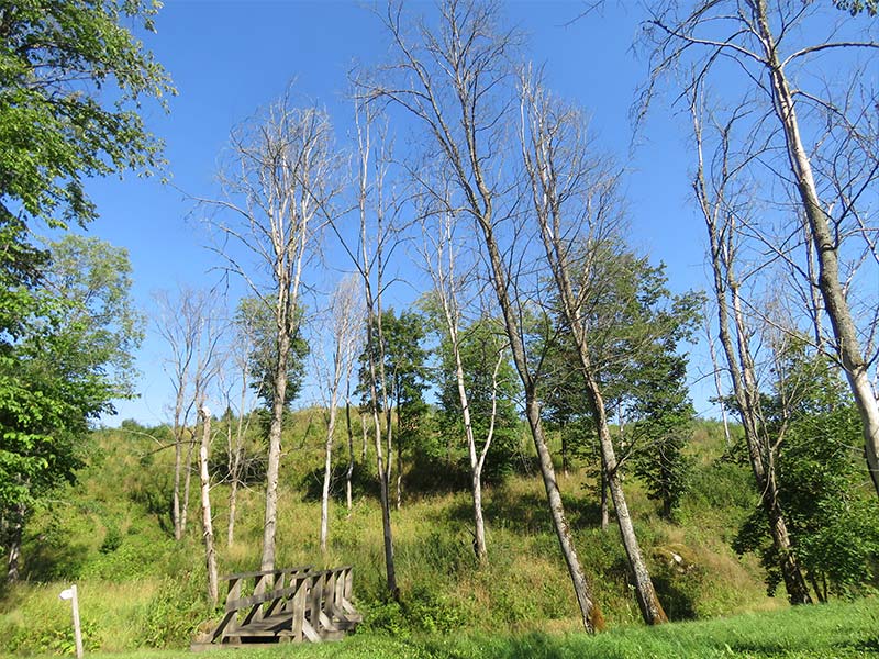 Dutch-Elm-Disease-in-sweden